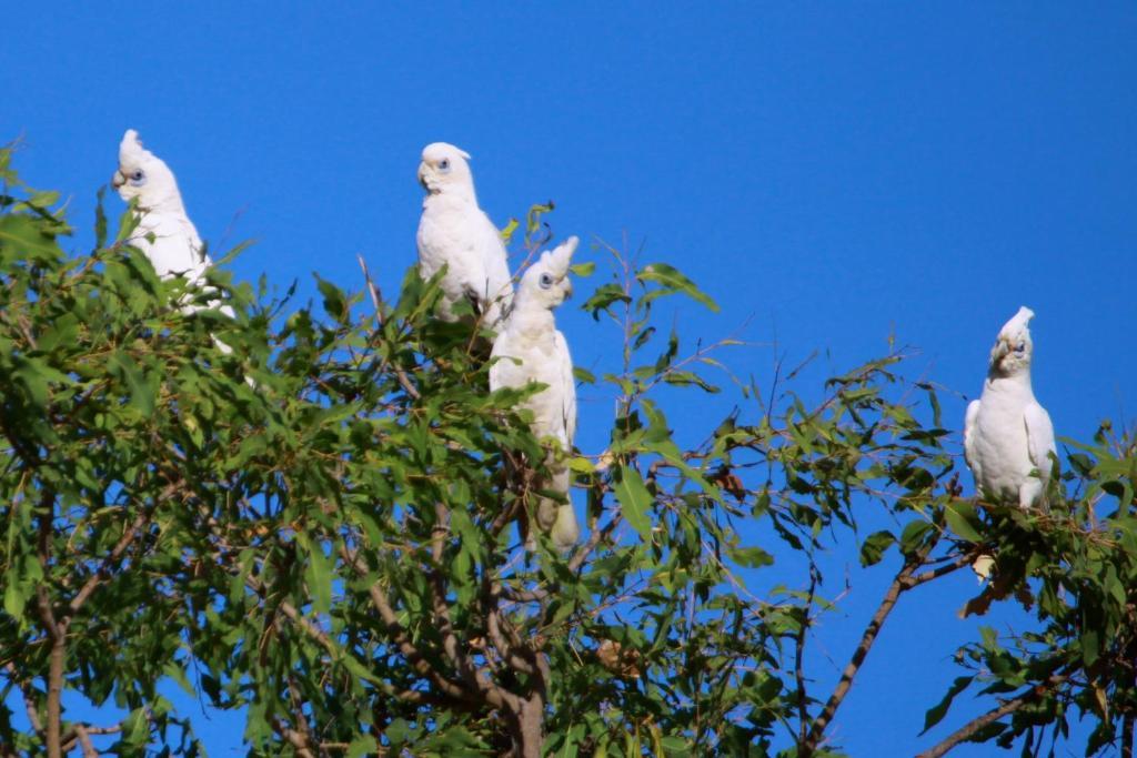 Aurora Kakadu Lodge Jabiru Esterno foto